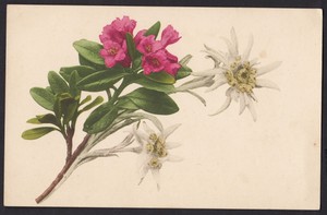 Rhododendron Flower - Vintage Post Card Circa England