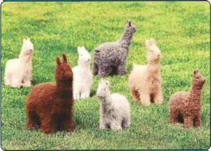 CUTE ALPACAS & LLAMAS to KNIT & FELT in BULKY or WORSTED WT YARN by FIBER TRENDS - Picture 1 of 1
