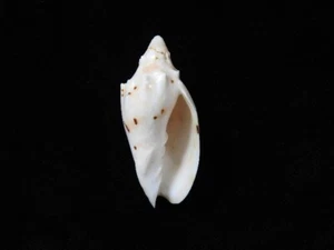 Sea Shell Cymbiolacca peristicta 47,5 mm ID#8026 - Imagen 1 de 3
