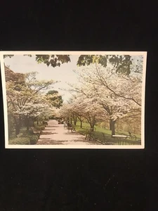 Postcard Dogwood Walk at Reader's Digest Pleasantville, New York 1974 - Picture 1 of 2