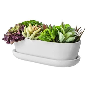 Maceta cuenco cerámica posavasos bonsái cactus suculentas blanco - Imagen 1 de 5
