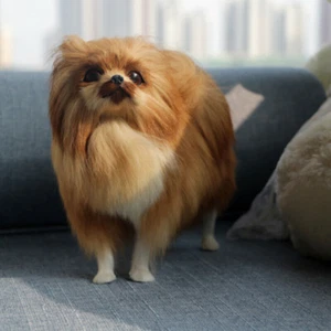 Simulation Dog Decoration Pomeranian Dog Model Lifelike Realistic Dog Decoration - Picture 1 of 5