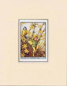 WINTER JASMINE FLOWER FAIRY Original Vintage Cecily Mary Barker Print Mounted - Picture 1 of 1