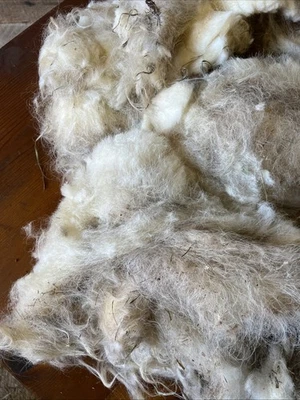 Icelandic fleece Really NICE, Raw unwashed, unskirted, 1.8  lbs - Image 1 of 4
