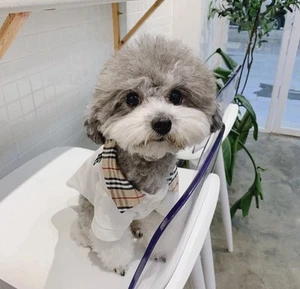 Collare camicia cane design lusso - Foto 1 di 4