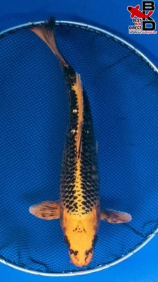 11" KI MATSUBA Live Koi Fish Garden Pond 11/5 - Image 1 of 4