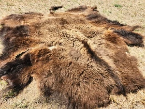 Fresh Tanned Wild Montana Yellowstone Bison Buffalo Robe Blanket Leather Antler - Picture 1 of 15