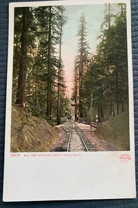 Vintage Postcard 1910-1930 6979 Big Tree Station Santa Cruz Big Tree Grove CA - Picture 1 of 2