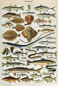 Fish - Poissons - 1909 - Illustration Magnet - Picture 1 of 2