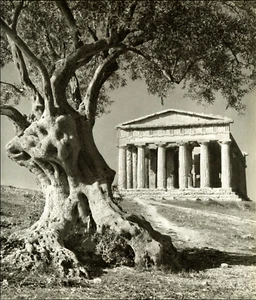 Columnas de árboles antiguos de Sicilia Templo de la Concordia Agrigento 1958 impresión vintage - Imagen 1 de 3