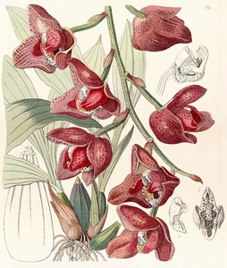 Acineta Superba Vintage A3 Orchid Print - Picture 1 of 1