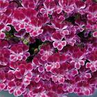 Pelagonium Geranium Scented Angel Eyes® Burgandy Plug Plants Pack x6 