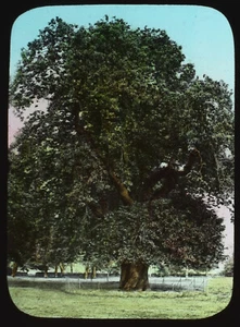 FOTOGRAFÍA DE UN CASTAÑO C1890 Linterna Mágica Diapositiva ESTUDIO DE ÁRBOL - Imagen 1 de 3