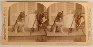 HUNDKAMERA MÄDCHEN JETZT ANGENEHM AUSSEHEN BITTE STEREOVIEW 1897 - Bild 1 von 2