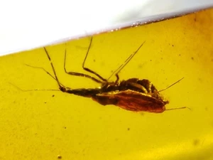 Fossil amber Insect Burmese burmite Cretaceous insect Bug Myanmar - Picture 1 of 3