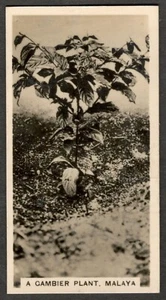 Malaya - A Gambier Plant - vintage real photo cigarette card - Picture 1 of 1