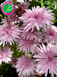 ROTER PIPPAU🌸 Wildpflanze pink ☀️50+ Samen Bauerngartenblume - Bild 1 von 7