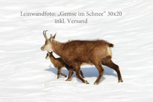 Leinwandbild aus Oberstdorf "Gemse im Schnee" 30x20 inkl. Versand - Bild 1 von 1