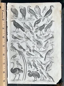 1866 Goldschmied ANTIKER Druck VÖGEL #1 ADLER, STRAUSS, EULEN und VIELE MEHR - L@@K - Bild 1 von 4