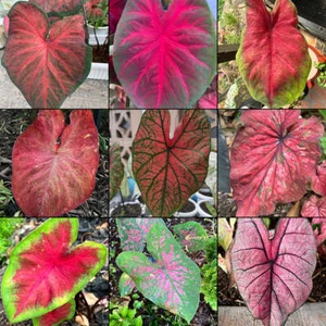 Red Caladium Bulb Mix – Bold & Beautiful Foliage Assortment - Picture 1 of 2