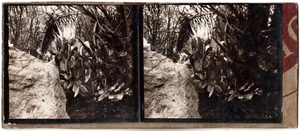 Marokko.Marocco.Oasis.Cactus.Stereo Ansicht Silberpapier 6x13.Stereoview.Silver. - Bild 1 von 2