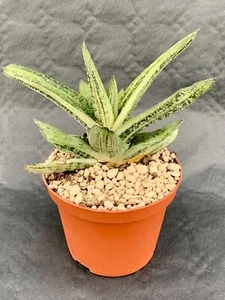 Gasteria Little Warty Topf Ø 10,5 - Bild 1 von 1