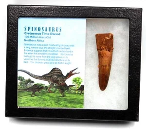 Spinosaurus Dinosaur Tooth Fossil 2.688 inch w/ Info Card 18269 - Picture 1 of 4