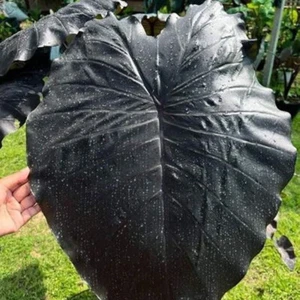 Colocasia Live Bulb Batman Tuber New Hybrid Free Phytosanitary Certificate - Picture 1 of 16
