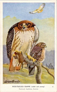 Carta Audubon Bird vintage di ALLAN BROOKS falco dalla coda rossa anni '50 #9 - Foto 1 di 2