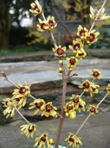 Chimonanthus Praecox Shrub 200 Seeds, Fragrant Wintersweet, Hardy Allspice - Picture 1 of 6