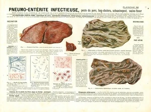 Cabinet de curiosité 1906 anatomie du porc planche n°56 - Foto 1 di 1