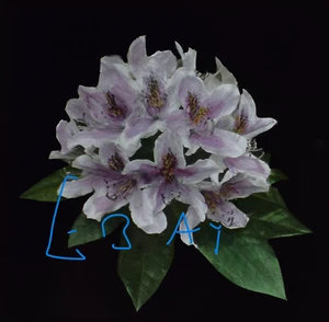 AZALIAS - FLORES C1890 Linterna Mágica Diapositiva ANTIGUA FOTOGRAFÍA DE ESTUDIO DE FLORES - Imagen 1 de 5
