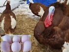 6  Purebred Bourbon Red Turkey Fertile Hatching Eggs