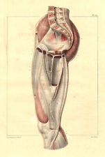 Medical Anatomy Antique Print-THIGH MUSCLES-INTERNAL-BOURGERY-Jacob-Benard-1831