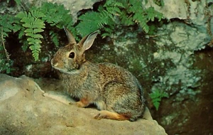 Vintage Cottontail Rabbit Postcard - Picture 1 of 2