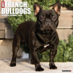 Französische Bulldoggen 2026 12" x 12" Wandkalender (kostenloser Versand) - Bild 1 von 5