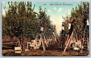 Vintage Apple Orchard Washington Postcard by Edward H. Mitchell - Picture 1 of 2