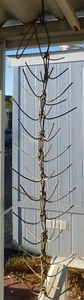 BRAIDED WIRE Drying RACK primitive hanging Farm Country Corn Cobs Herbs Bottles - Picture 1 of 2