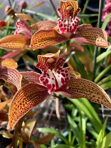 Cymbidium Orchid - Pywacket 'Peat's Ridge' - Picture 1 of 3