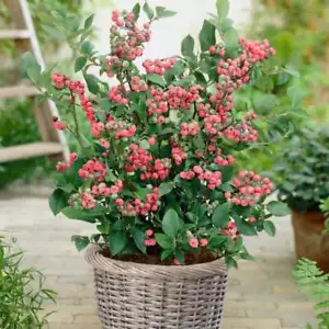Blueberry Pink Lemonade Bush edible soft fruit Rubus berry plant shrub - Picture 1 of 4