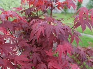 15 Samen Roter Fächerahorn Acer palmatum atropurpureum Bonsai Zierbaum Garten  - Bild 1 von 1