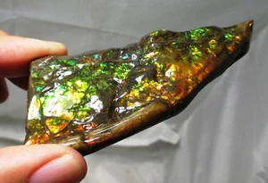 Nice 9 cm Fossil Ammolite wedge with nice colors - ammonite, Alberta, Canada . - Picture 1 of 6