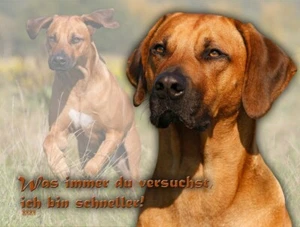 RHODESIAN RIDGEBACK Hundeschild SCHILD Metall Alu-Dibond Warnschild NEU #5 - Bild 1 von 3