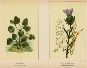 Falsche Veilchen & Sumpfdistel: Original 1894 Wildblumen Chromolithographie Botanisch - Bild 1 von 2