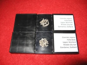 Silurian of Gotland identified bryozoa bryozoan fossils in slide mount 1/bid - Picture 1 of 58