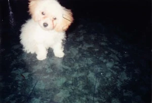 Original Foto 4x6 Fluppy Welpe Haustier Hund H47 #11 - Bild 1 von 2