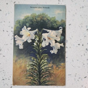 Bermuda Lilien, Bermuda Vintage strukturierte Postkarte unbespielt  - Bild 1 von 3