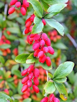 BOHLKEN BAUMSCHULEN Gewöhnliche Berberitze | Berberis vulgaris