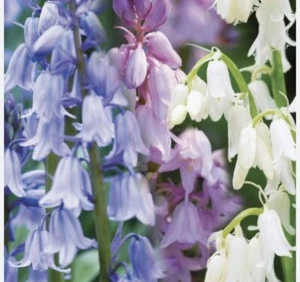Tubers /Bulbs: Spanish Mixed Colour Flowers : Very Rare : $40 For 5 Free Postage - Picture 1 of 5