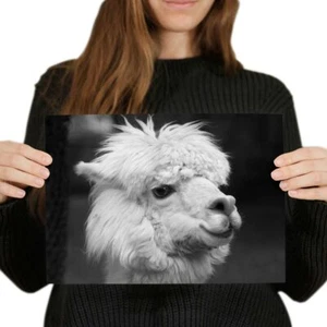 A4 BW - White Llama Alpaca Funny Animal Poster 29.7X21cm280gsm #42271 - Picture 1 of 4